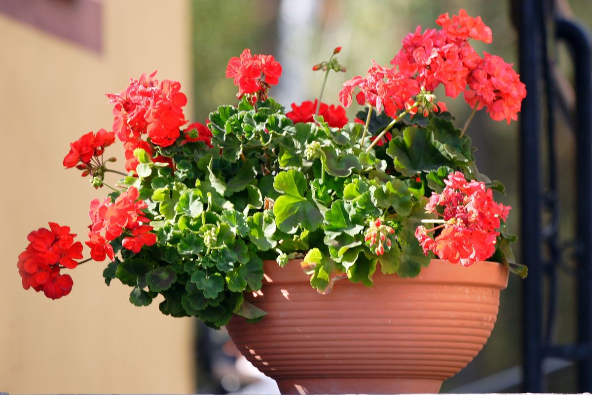 Nakłuwanie pelargonii