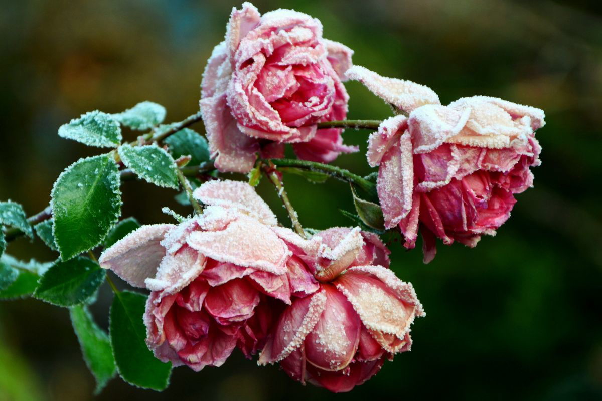 3 sposoby na ochronę roślin przed przymrozkiem