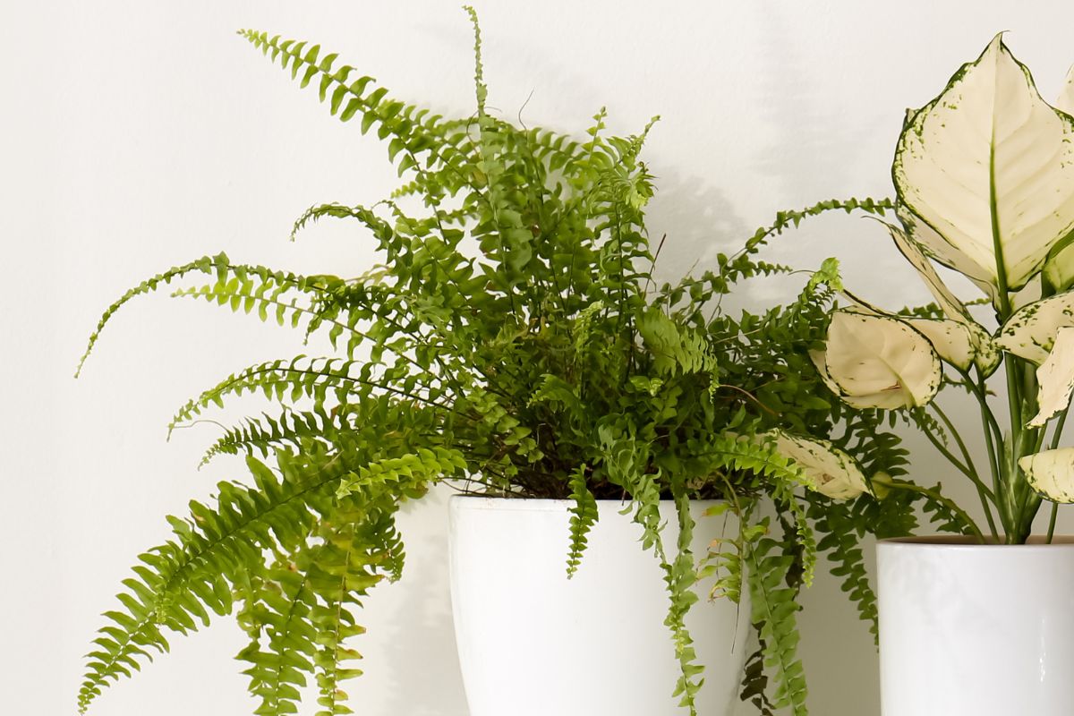 Nawóz do paprotki z wody ryżowej