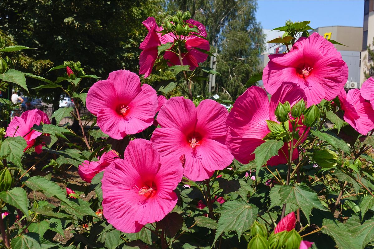 Nawóz do hibiskusa z cebuli