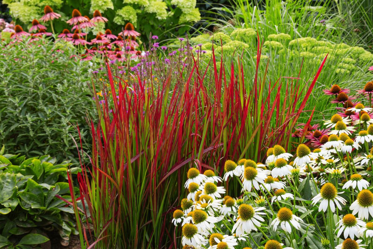 Imperata cylindryczna Red Baron