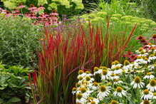 Imperata cylindryczna Red Baron