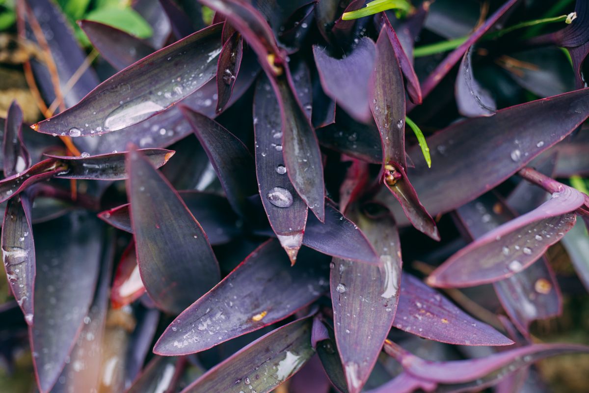 Trzykrotka purpurowa