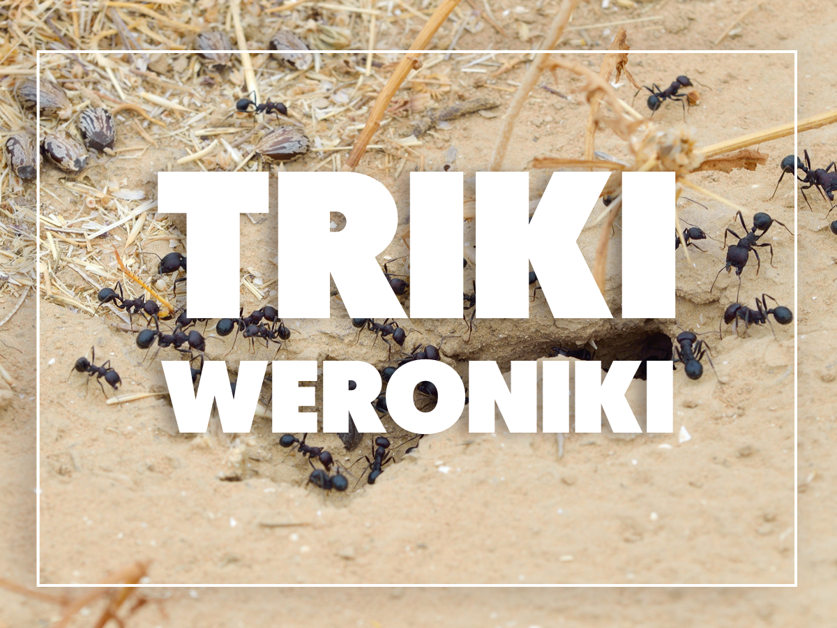mrówki na ziemi