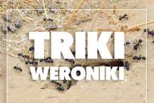 mrówki na ziemi