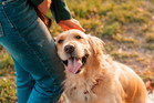 adopcja psa sennik