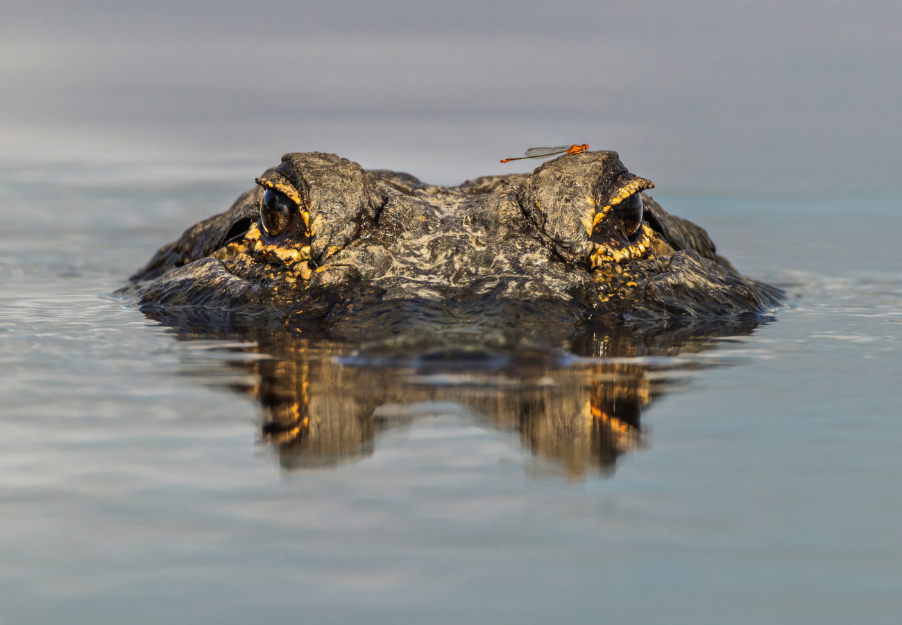 sennik aligator