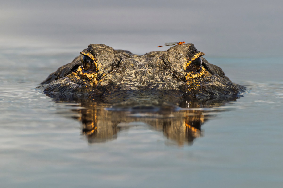 sennik aligator