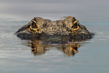 sennik aligator