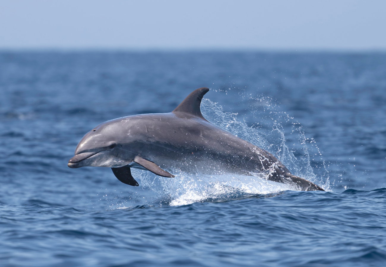 sennik delfin