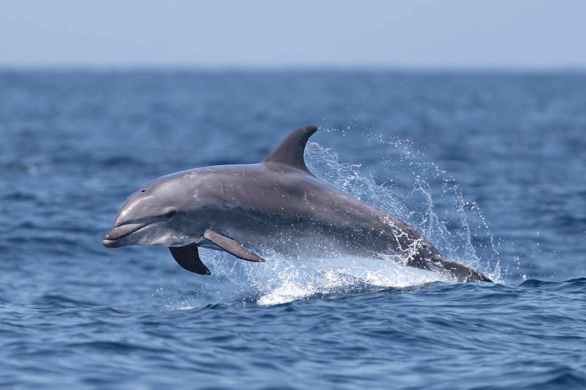 sennik delfin