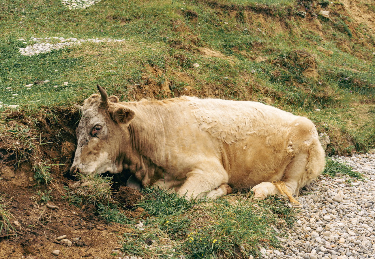 sennik martwe bydło