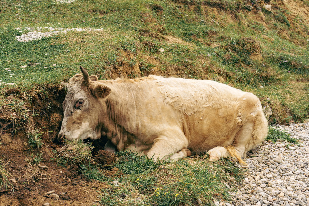 sennik martwe bydło