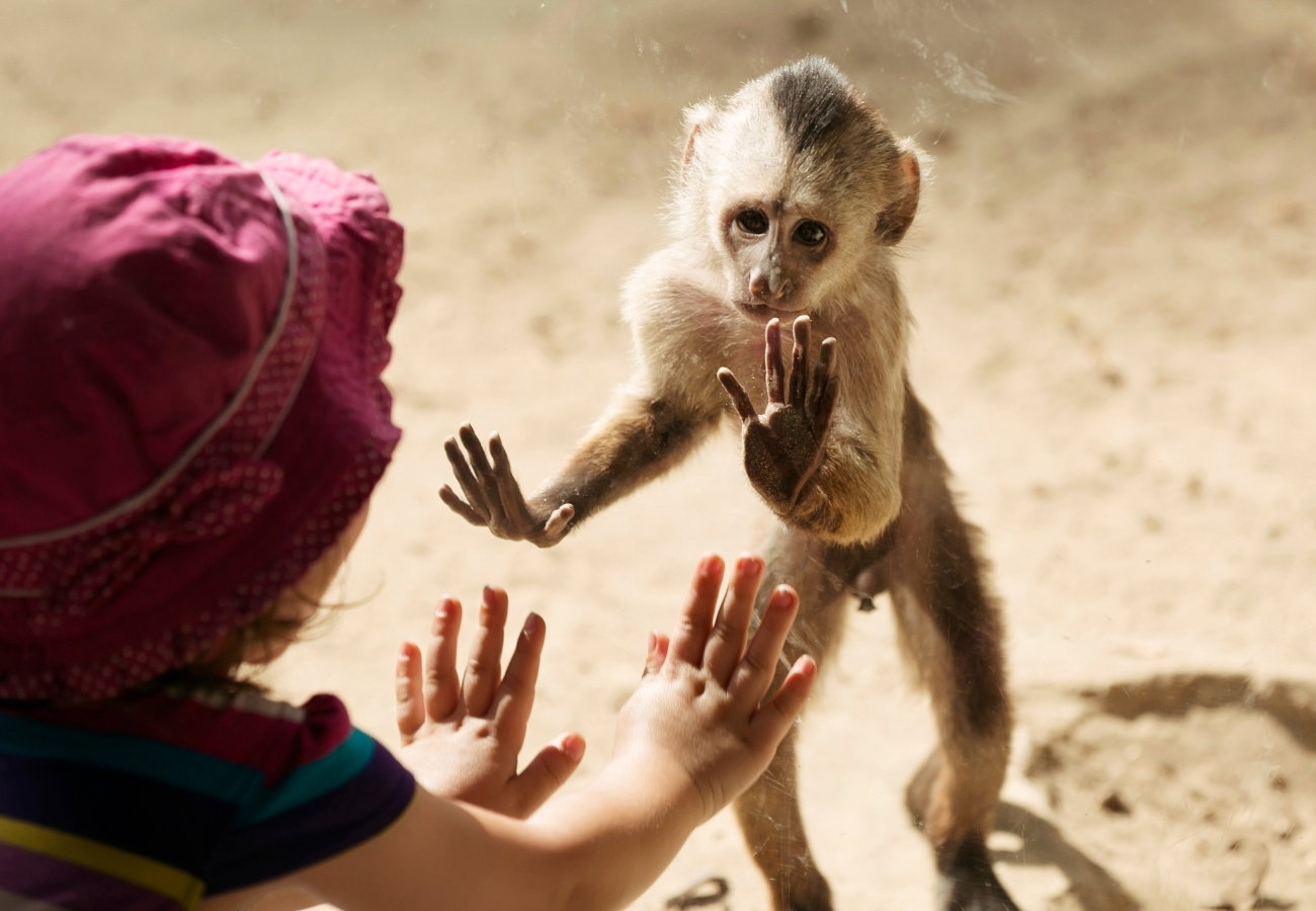 sennik zoo