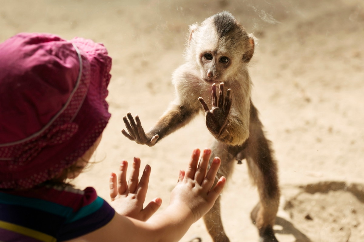 sennik zoo