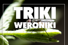 mucha na liściu