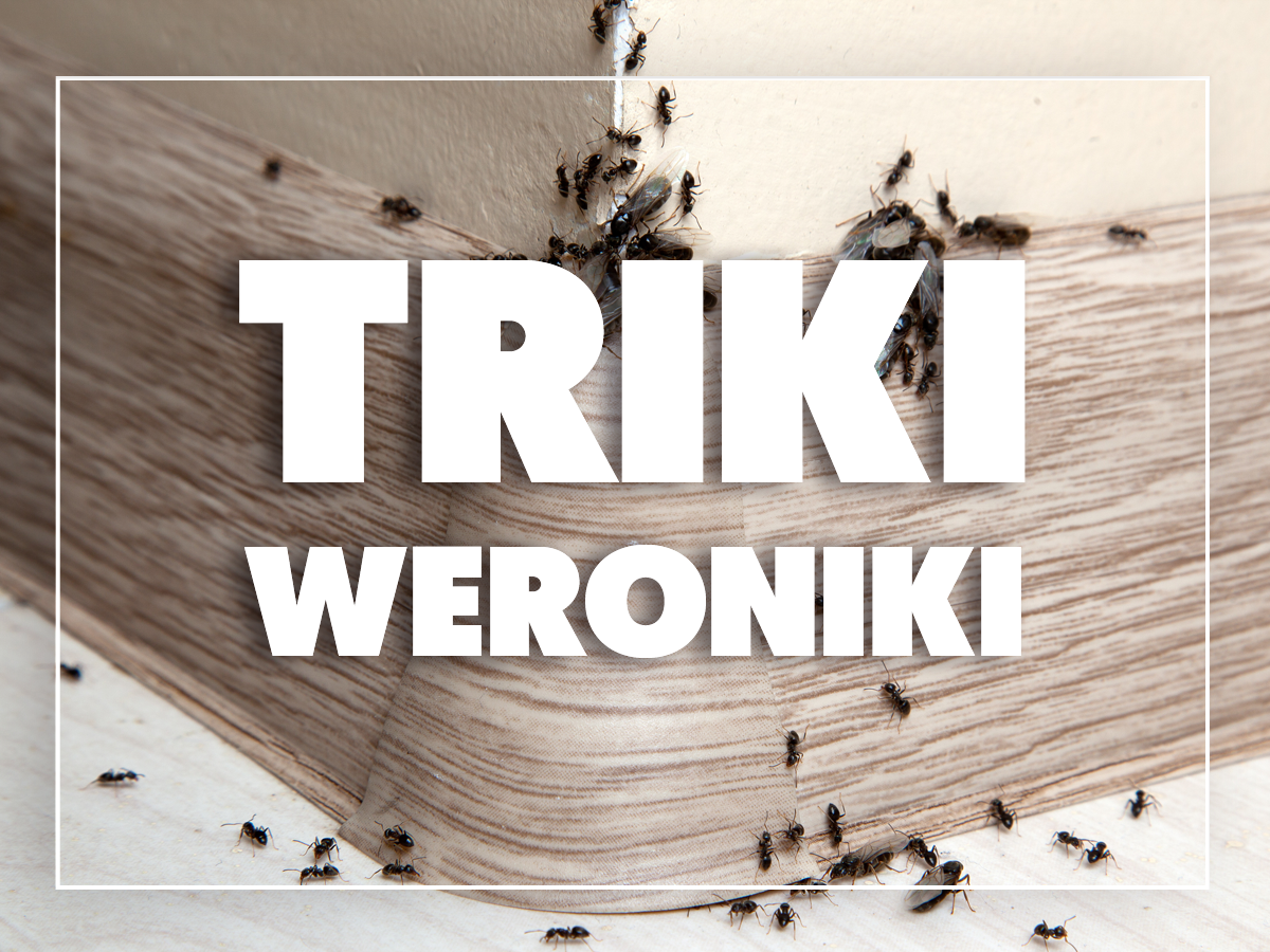 mrówki w domu