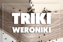 mrówki w domu