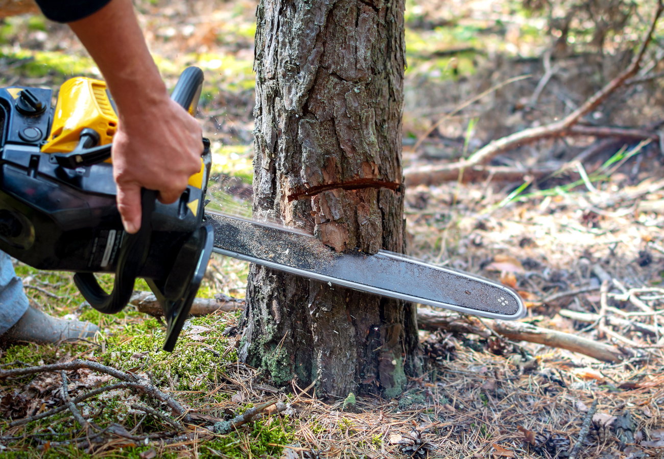 sennik ścinać drzewo