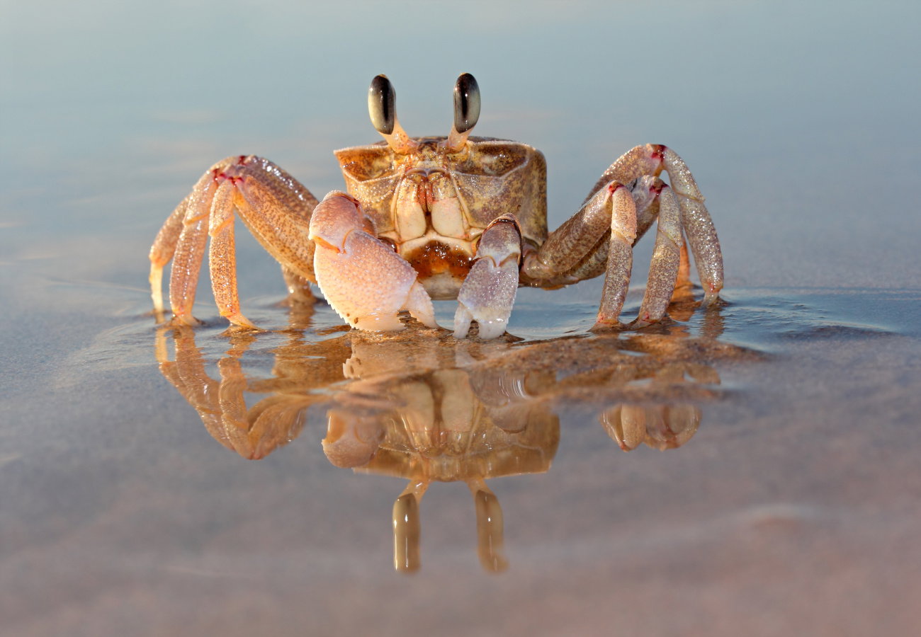 sennik krab