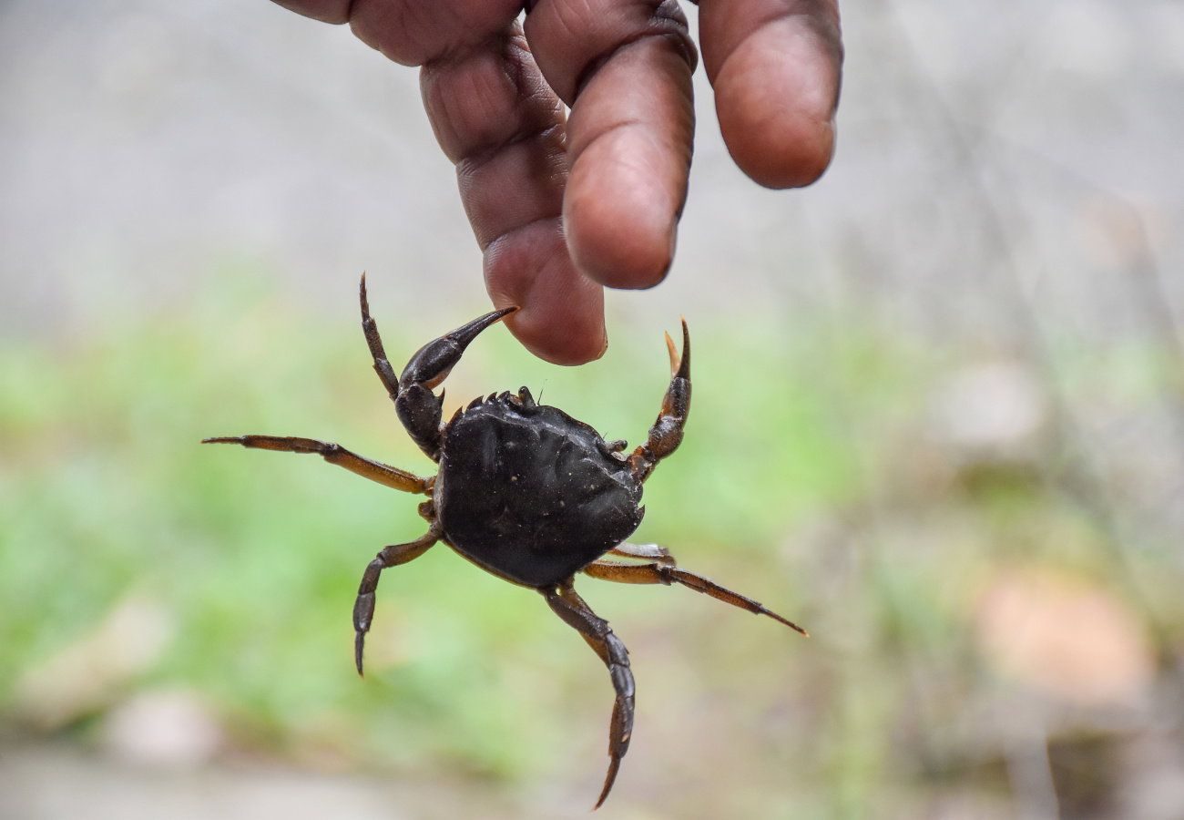 sennik krab gryzie