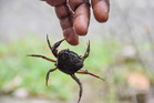 sennik krab gryzie