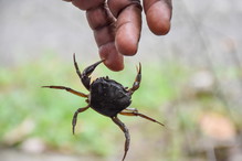 sennik krab gryzie