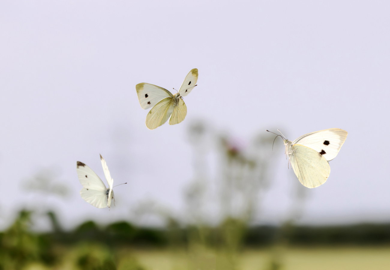 sennik biały motyl