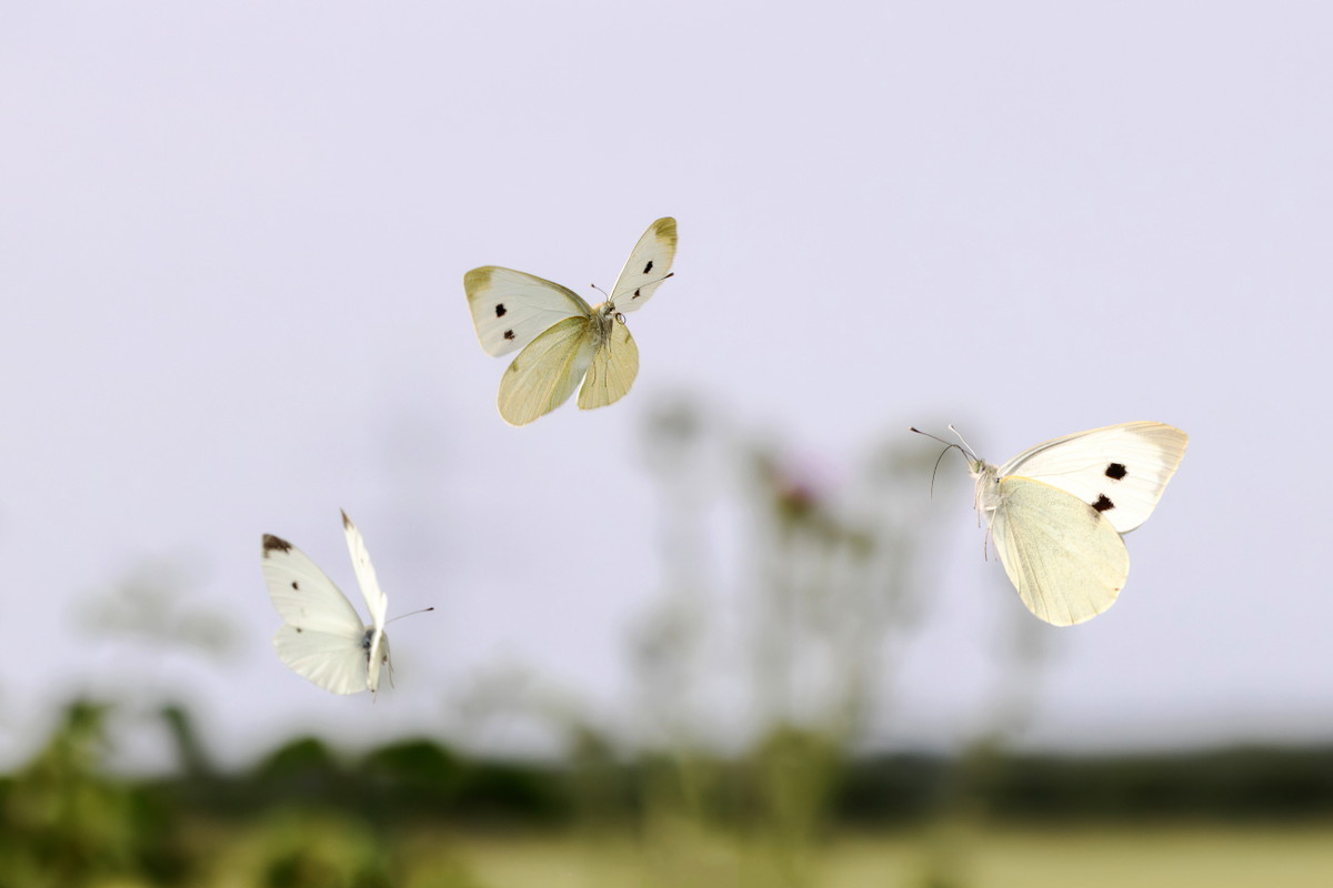 sennik biały motyl