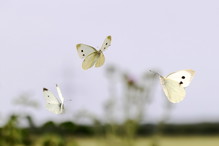sennik biały motyl