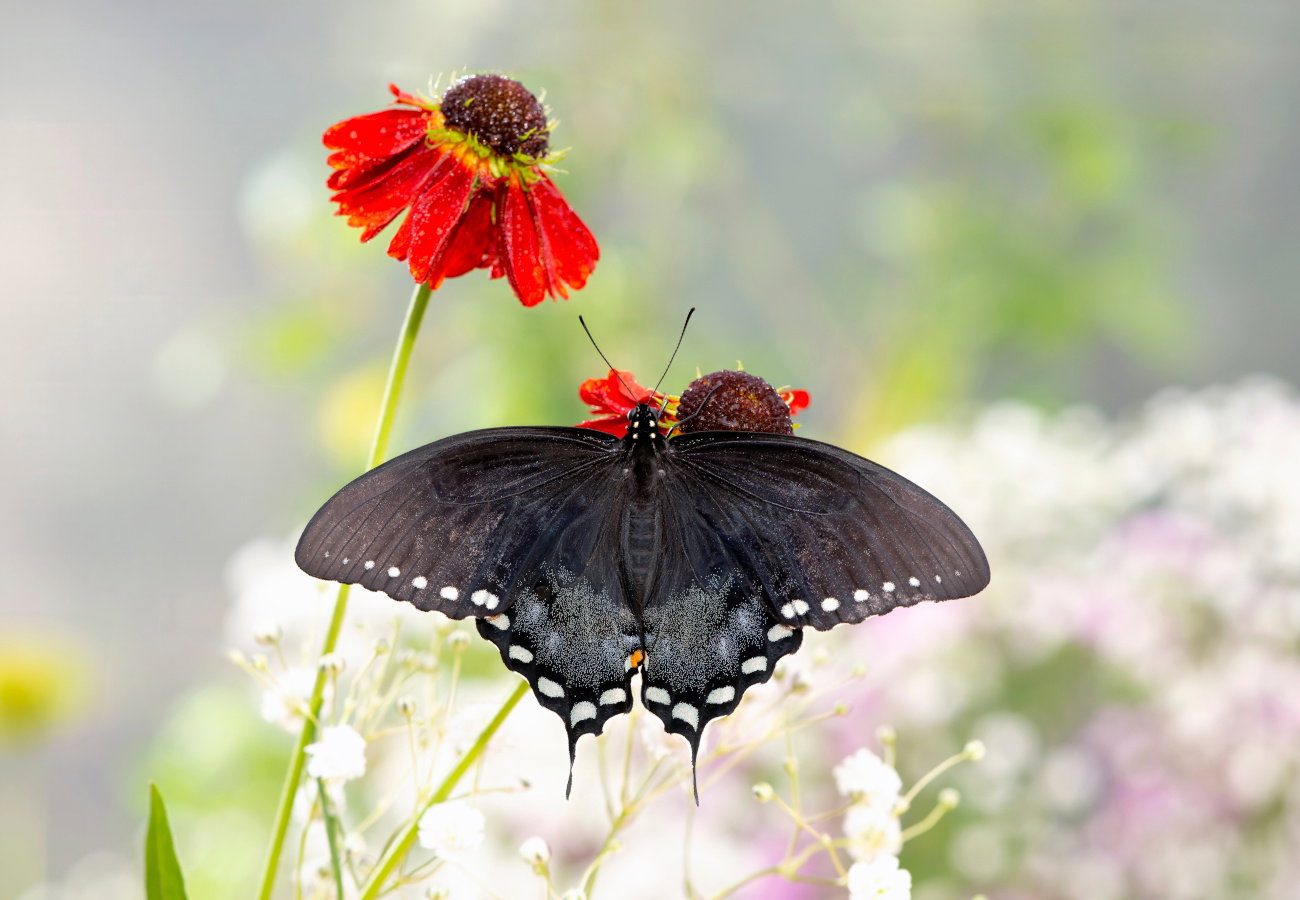 sennik czarny motyl