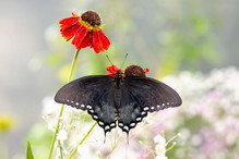sennik czarny motyl