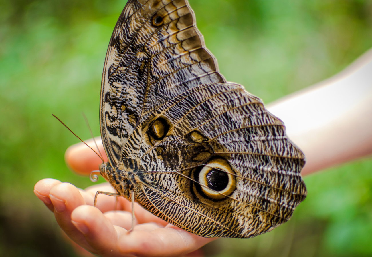 sennik duży motyl