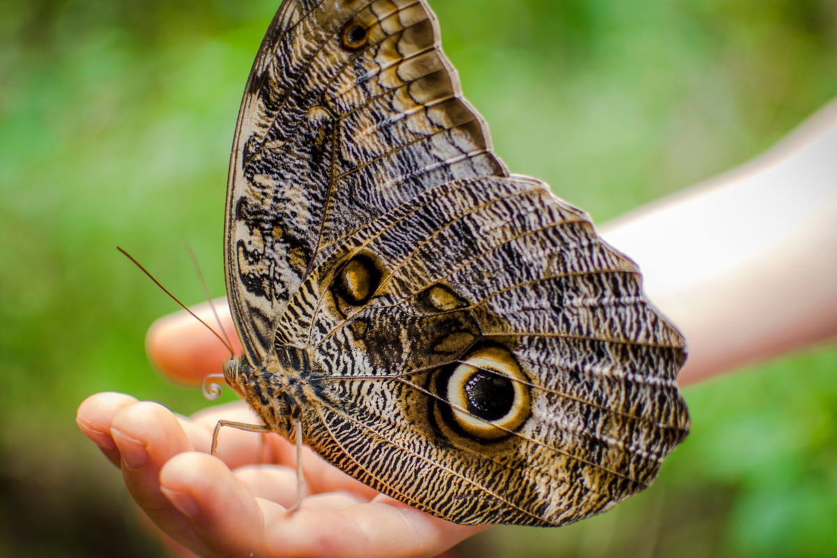 sennik duży motyl