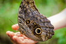 sennik duży motyl