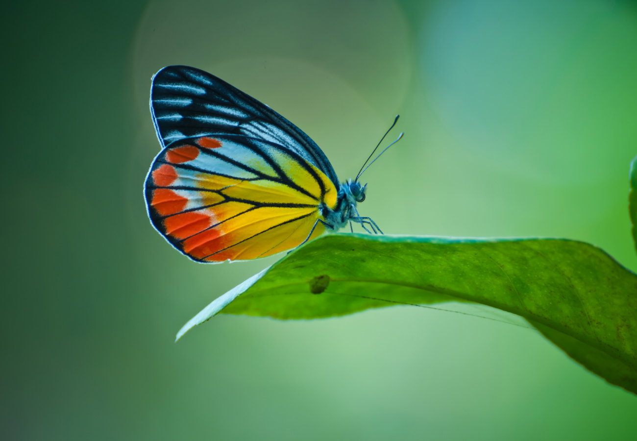 sennik kolorowy motyl