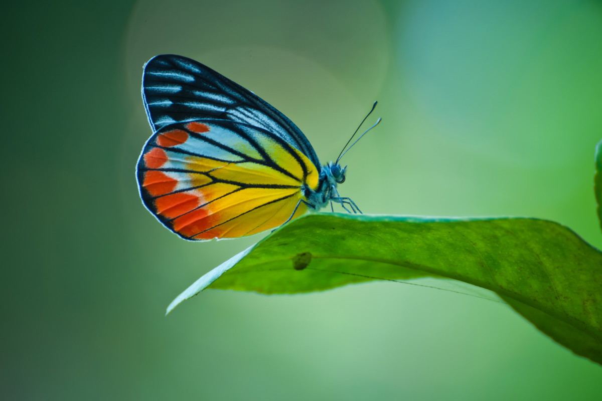 sennik kolorowy motyl