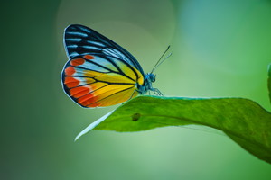 sennik kolorowy motyl