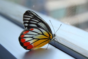 sennik motyl w domu