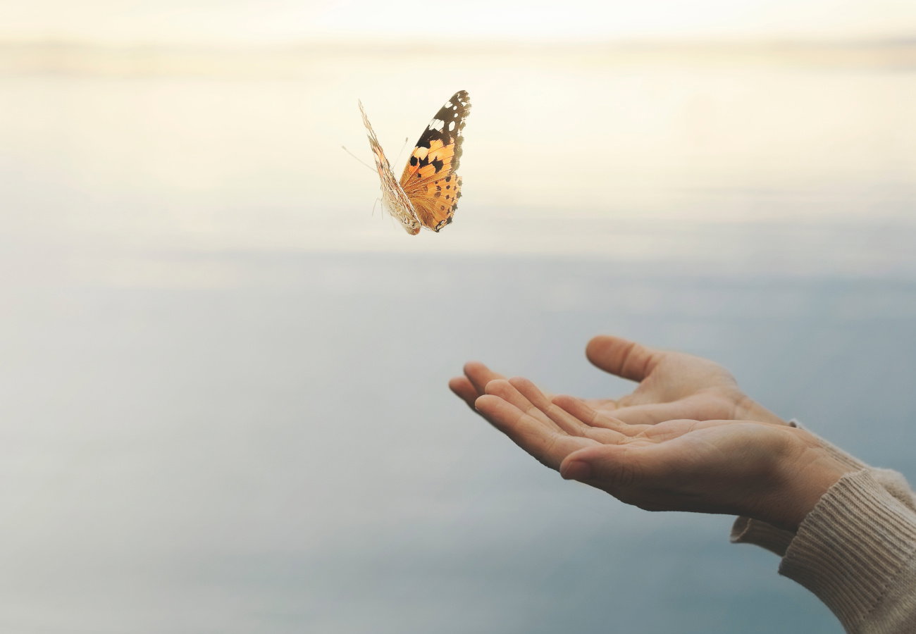 sennik motyl
