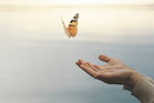 sennik motyl