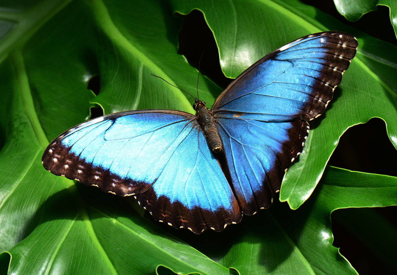 sennik niebieski motyl