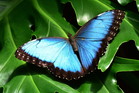 sennik niebieski motyl