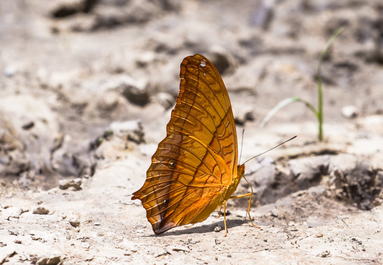 sennik pomarańczowy motyl