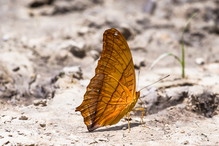 sennik pomarańczowy motyl