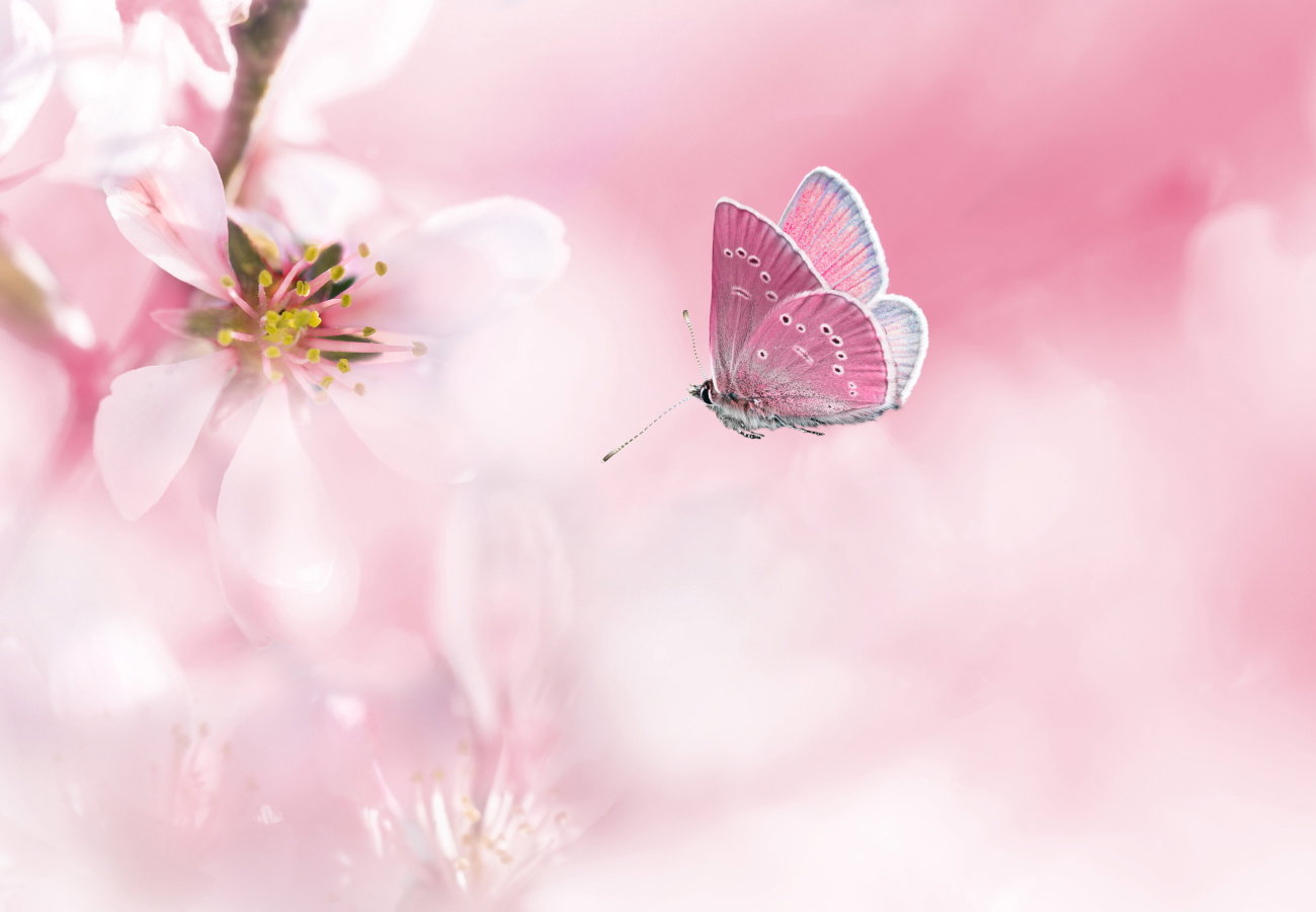 sennik różowy motyl