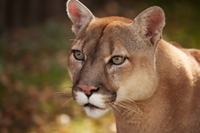 sennik kot puma
