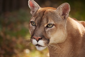 sennik kot puma