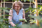 seniorka zrywająca ogórki