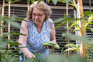 seniorka zrywająca ogórki